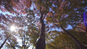 2013_12_trees_1-1